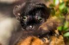 Mld lemura Sclaterova je sameek!  